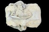 Mosasaur (Platecarpus) Vertebra - Kansas #102519-1